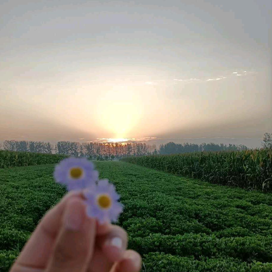 是行儿吖