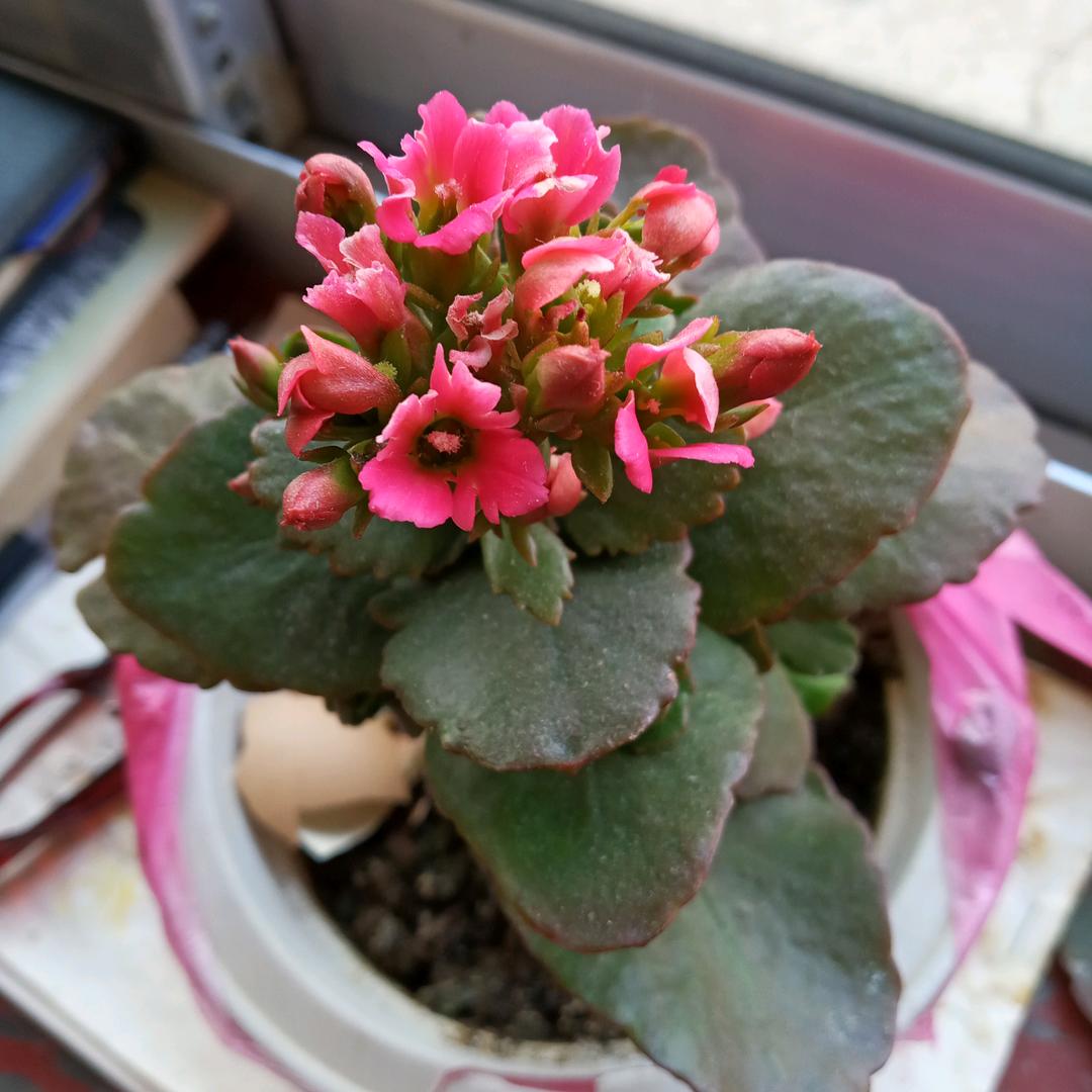 玫瑰花开