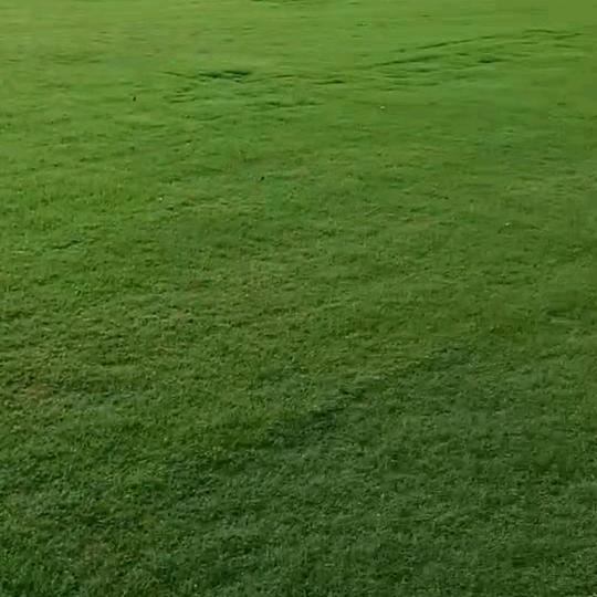 许昌文丰草坪基地