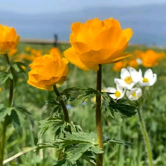 平安🌻