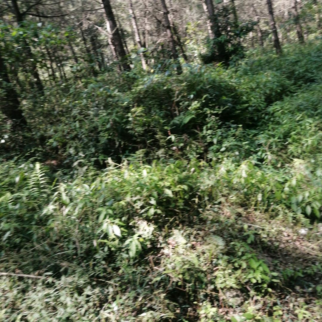 蓝天227155