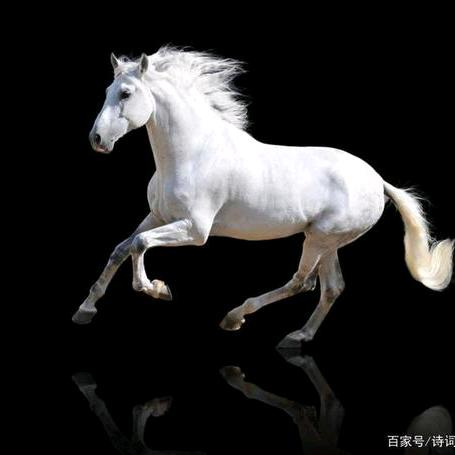 白龙马