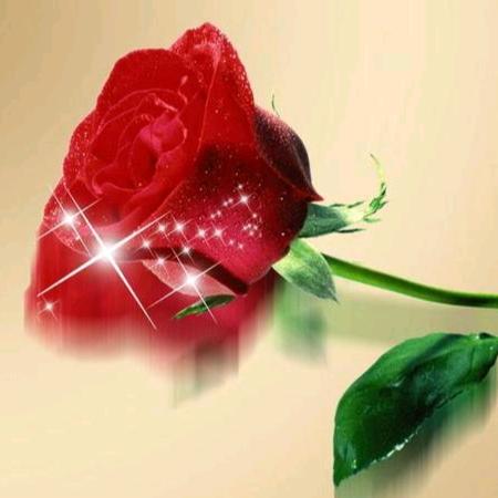 阳光下的Rose