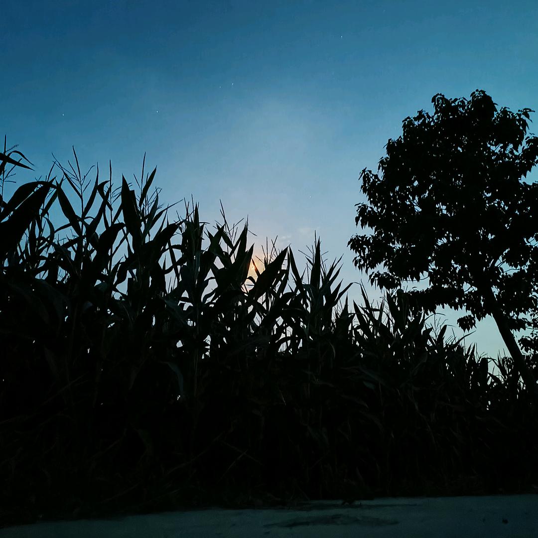 远看一朵花……