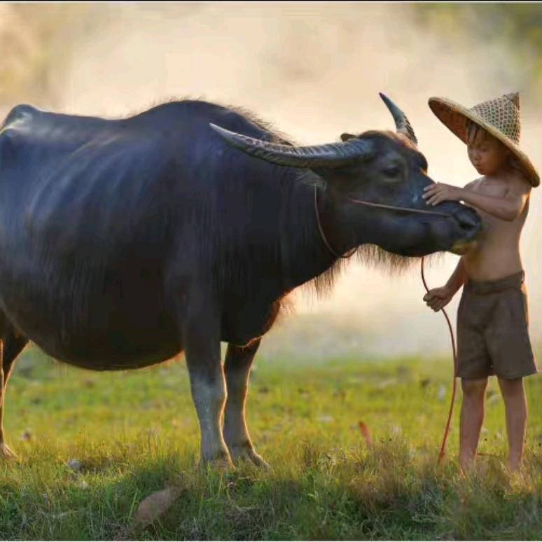 A  重庆.毛肚系列食材直销发货