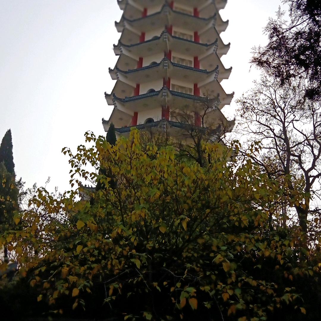 無珂取玳