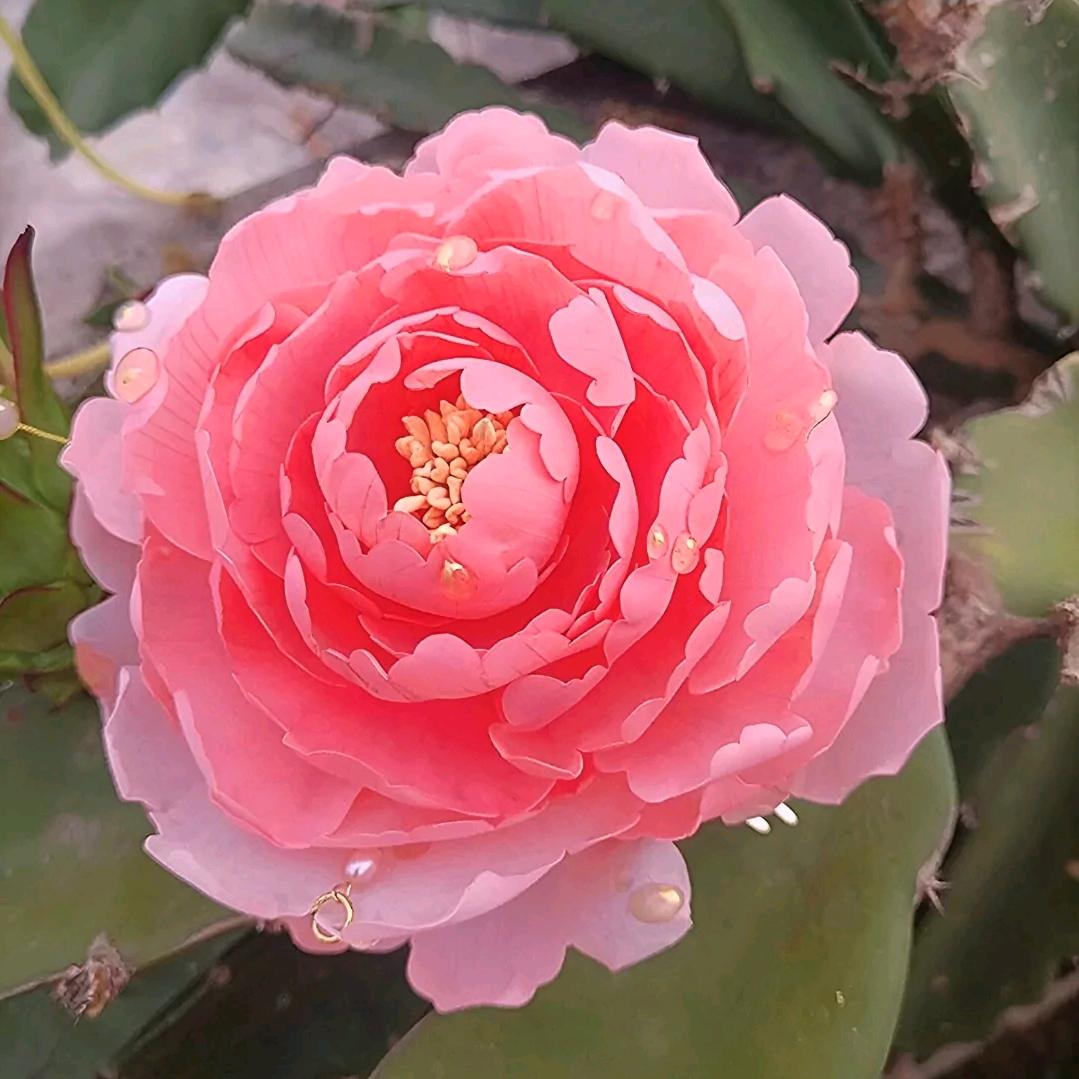 开心奶奶🌺🌺