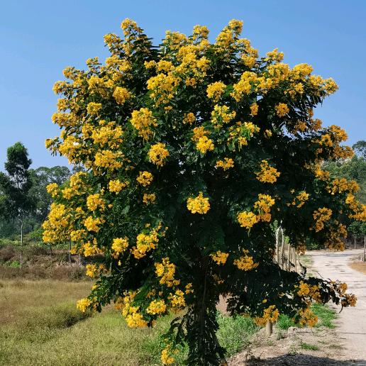 花生葫芦叶（有声小说）