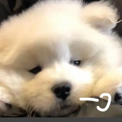 香菜给我退！退！退！