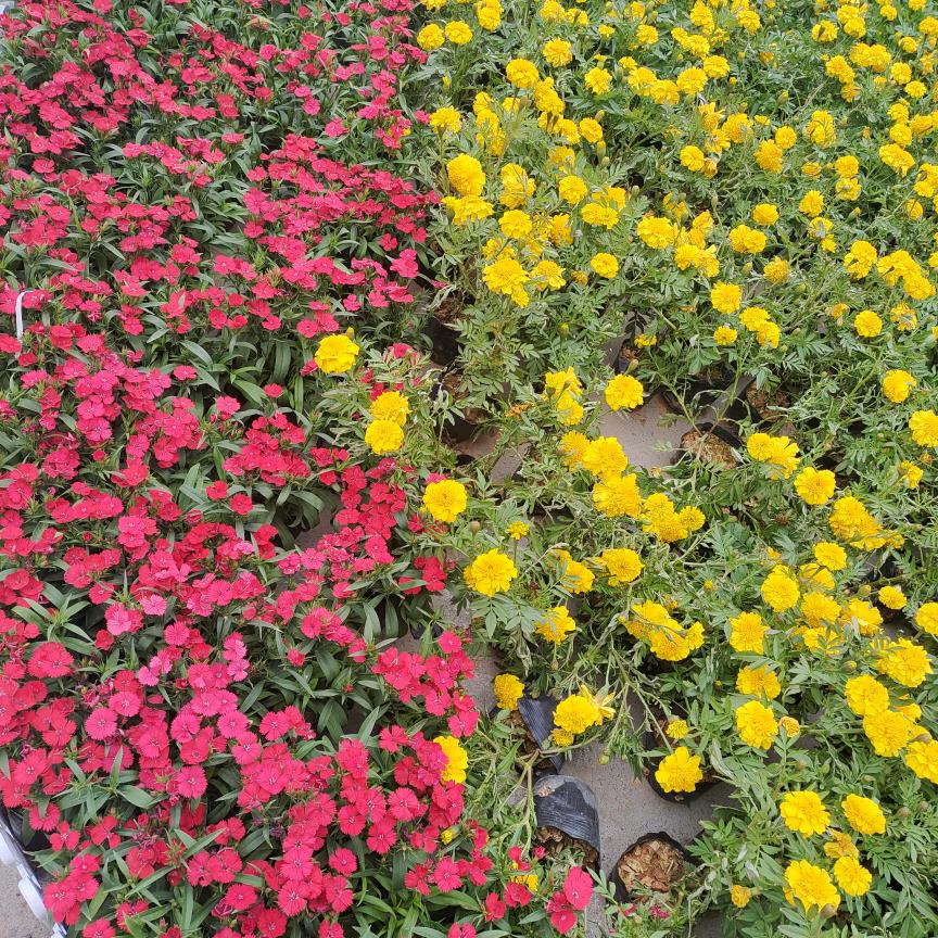 我的快乐还会回来吗🌷🌹🌹🌺