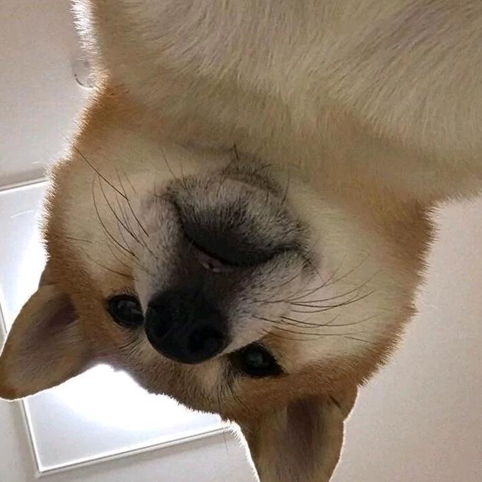 阿巴