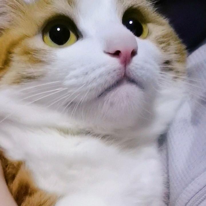 肥桔是二宝