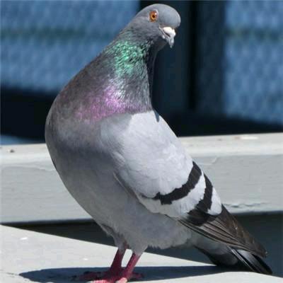 燕子说鸽🕊️