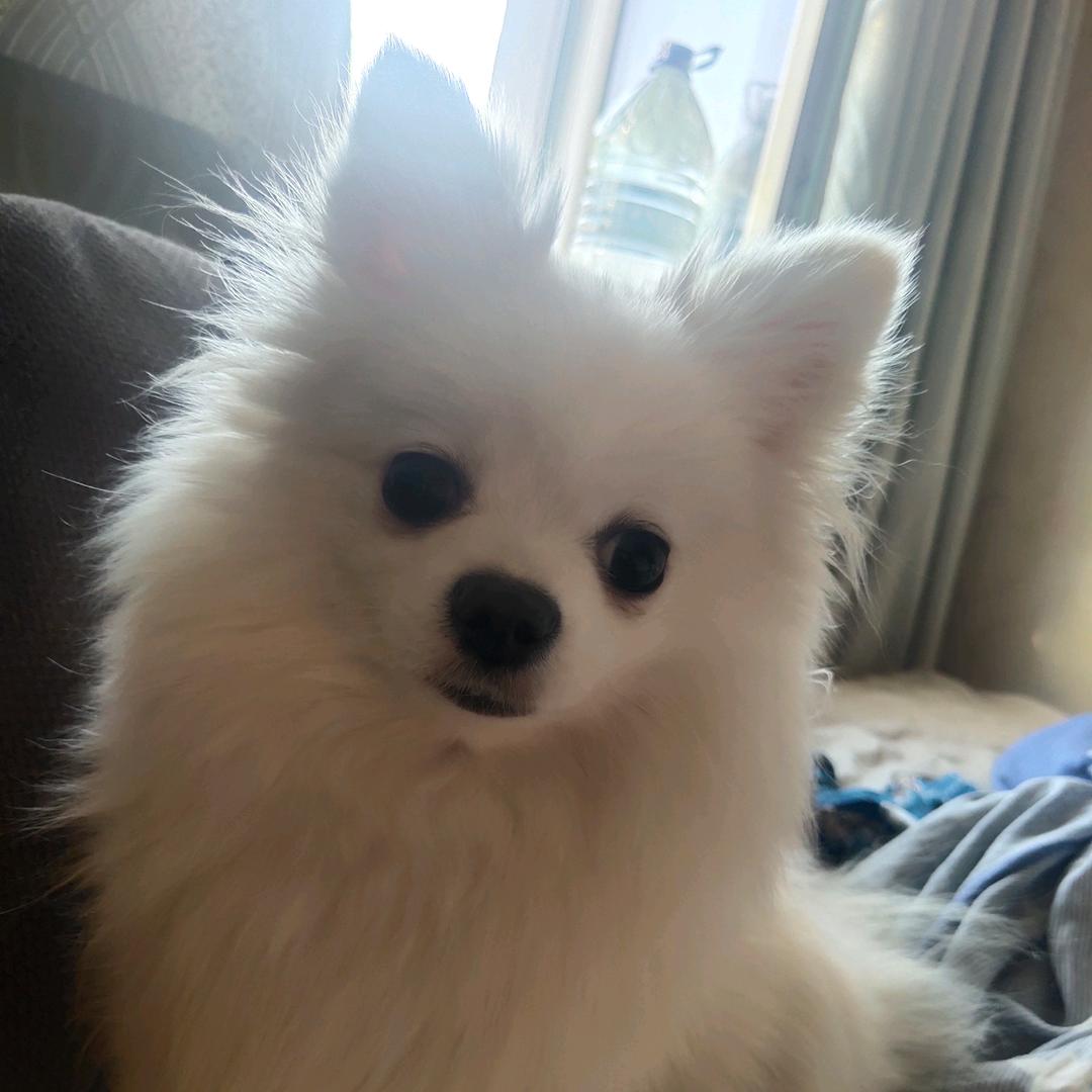 赵鶴