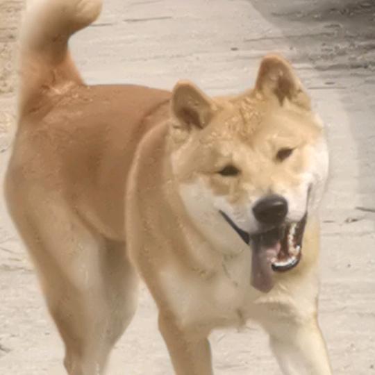 桂仔是只土狗子