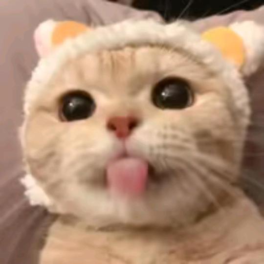 骑着小猪看日出