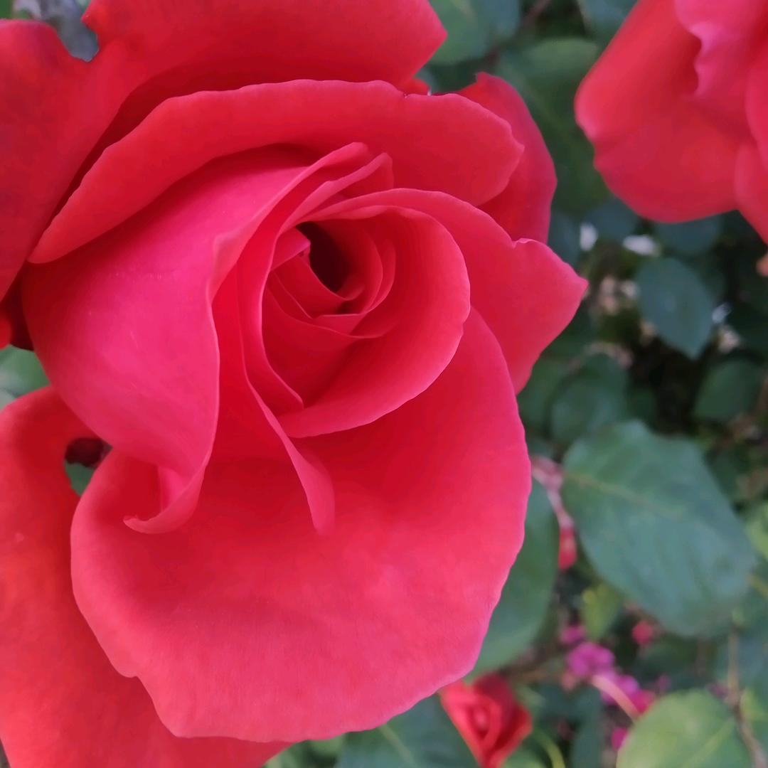 带雨的玫瑰🌹🌹🌹