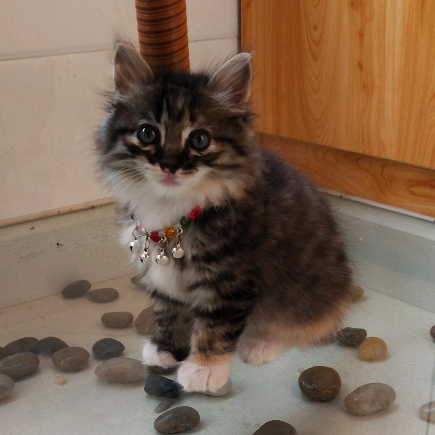 久伴Y汤圆是只猫