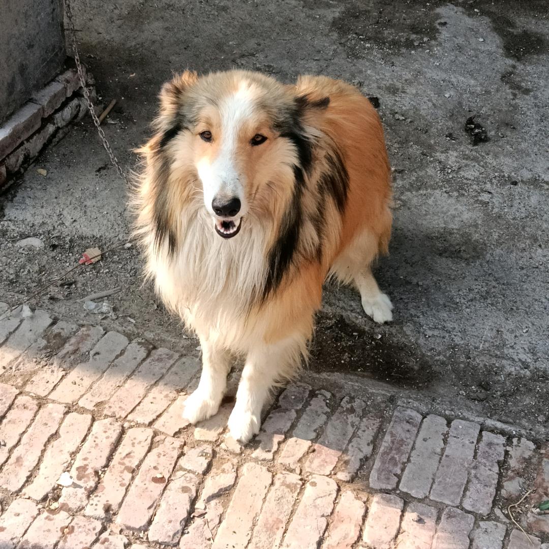 养猪专业户