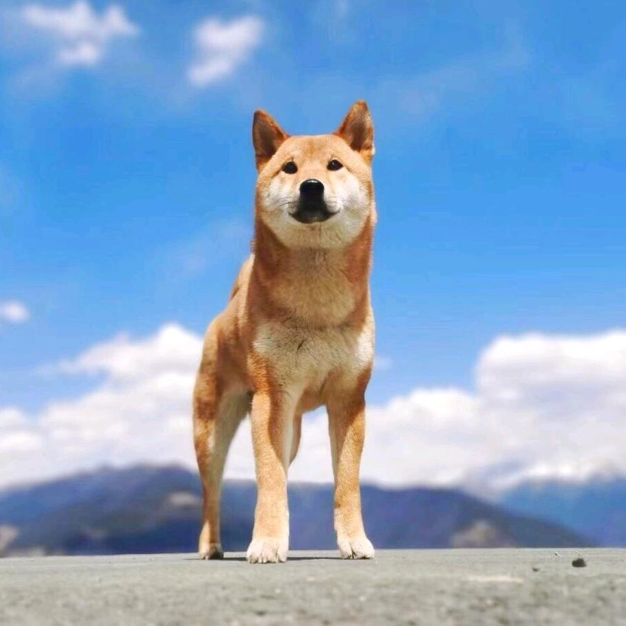 全心全意