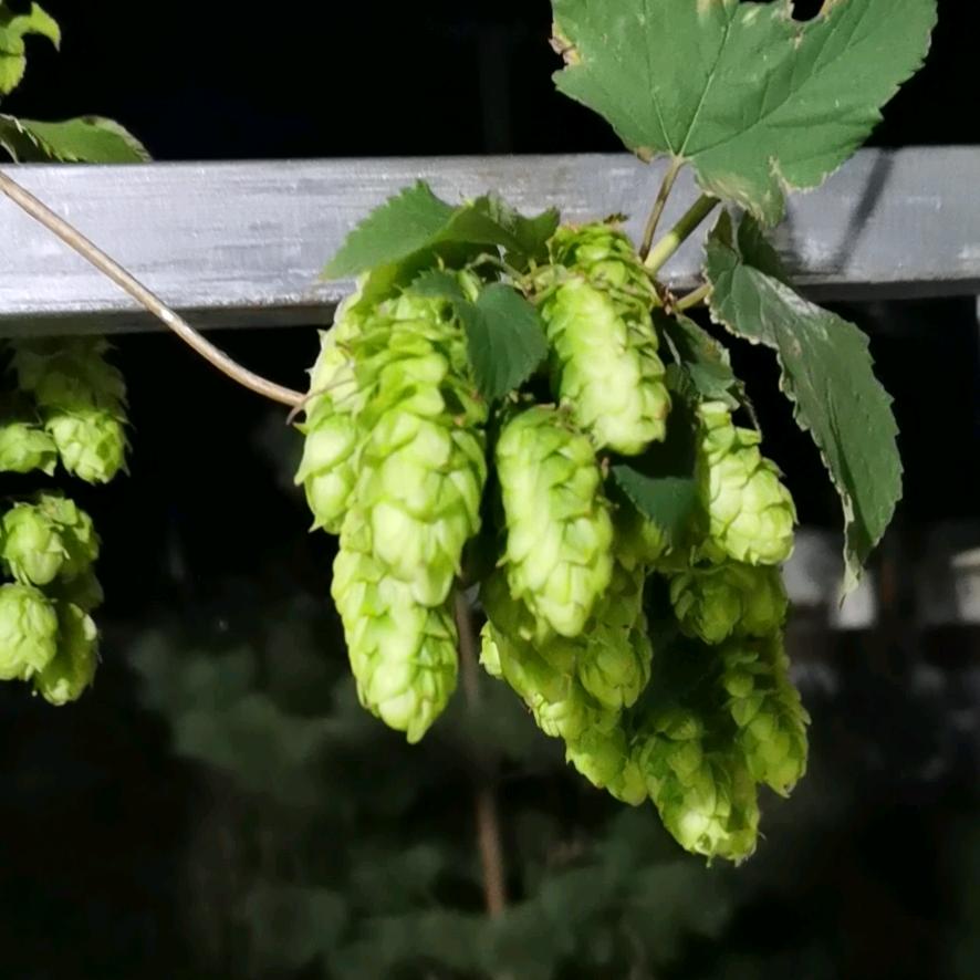 这个世界我来过