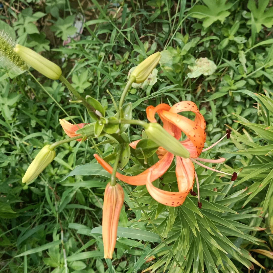 祥子逛抖音🍀