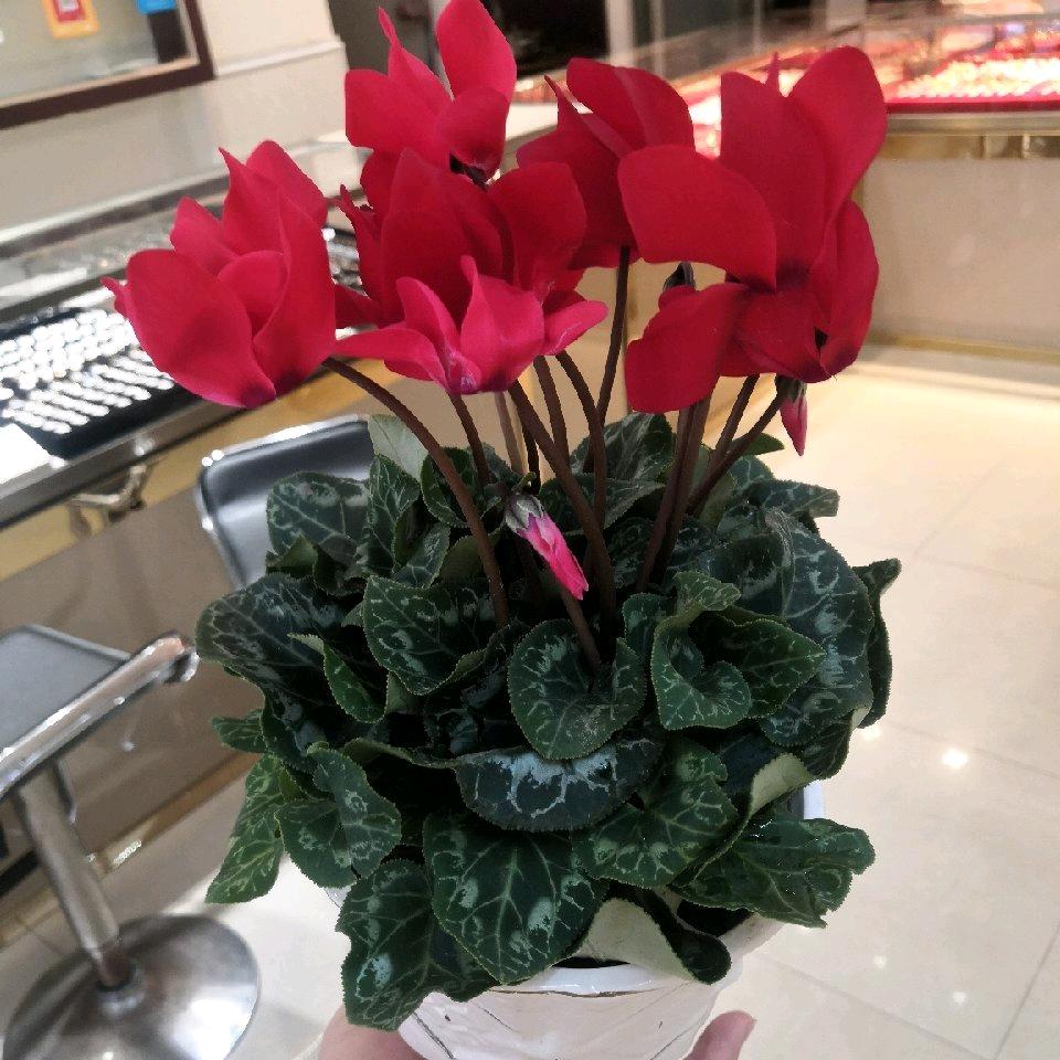 星星知我💗（利来）