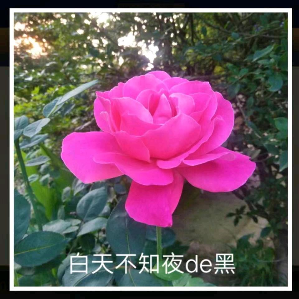 冰山雪梅