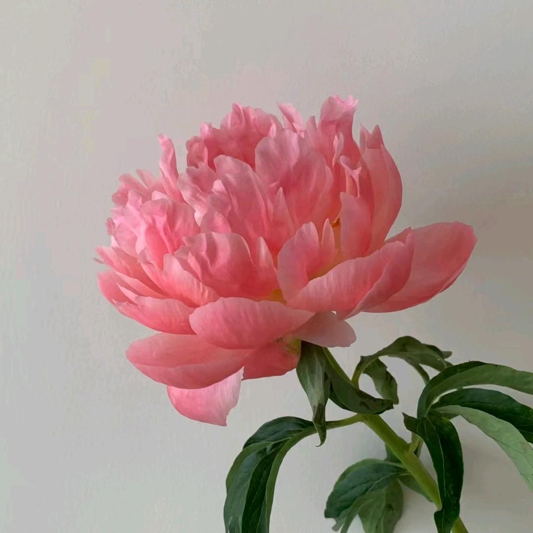 胡秀英