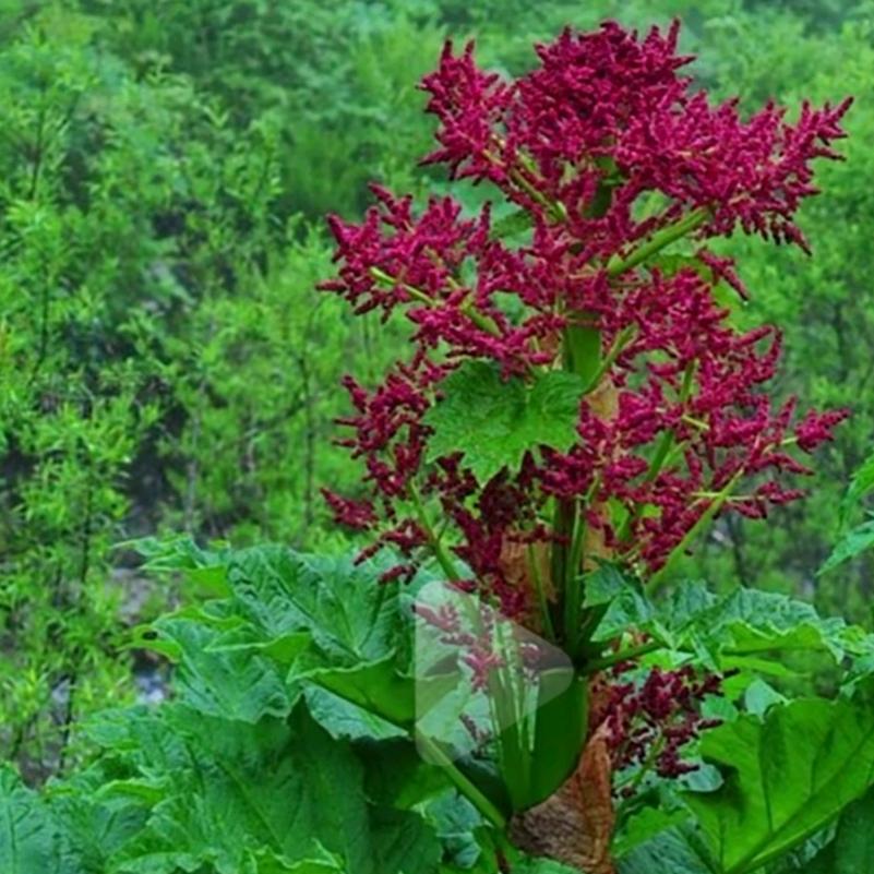 易学茶馆