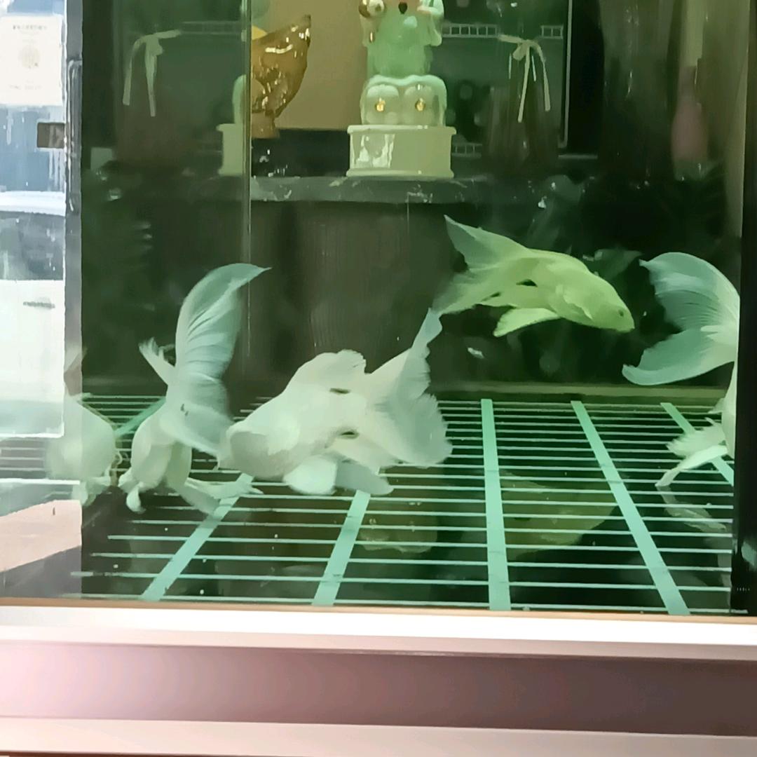 小羽