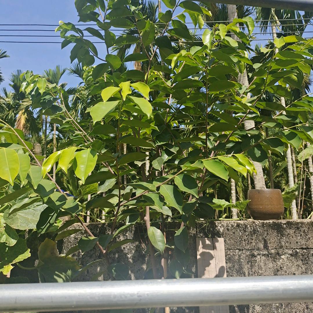 泽哥