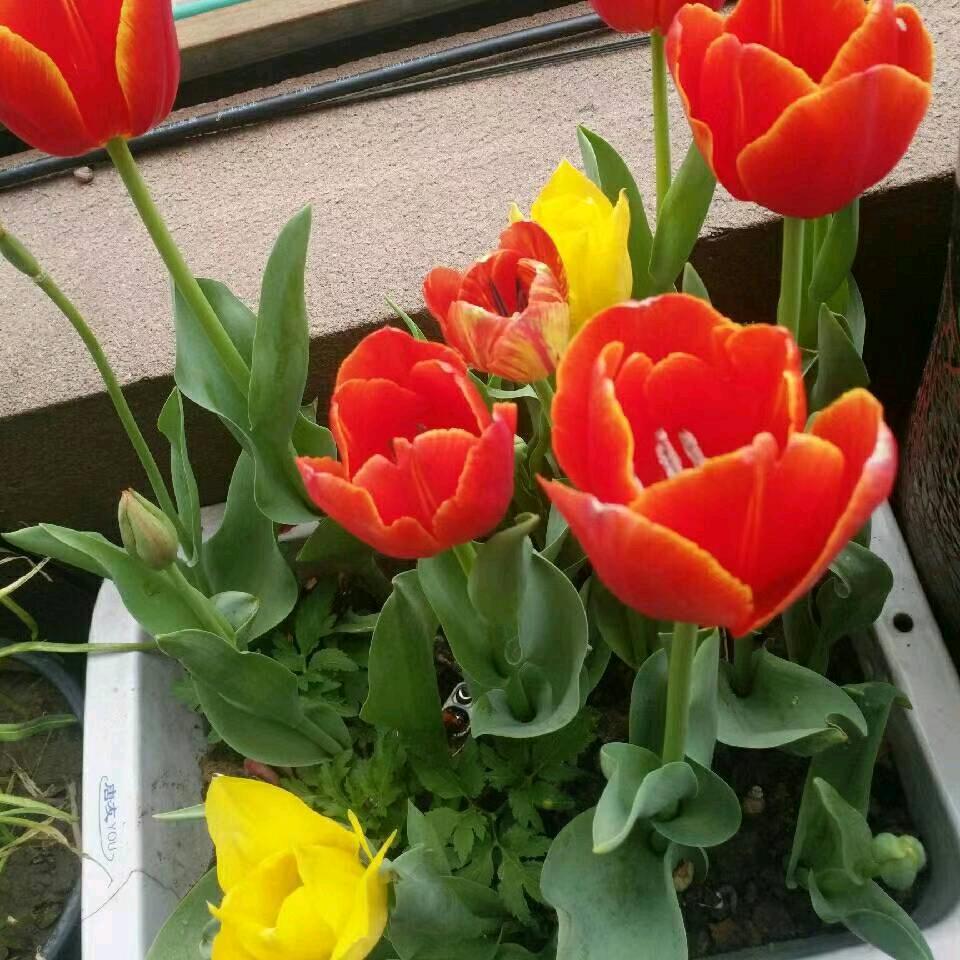 张玉芳