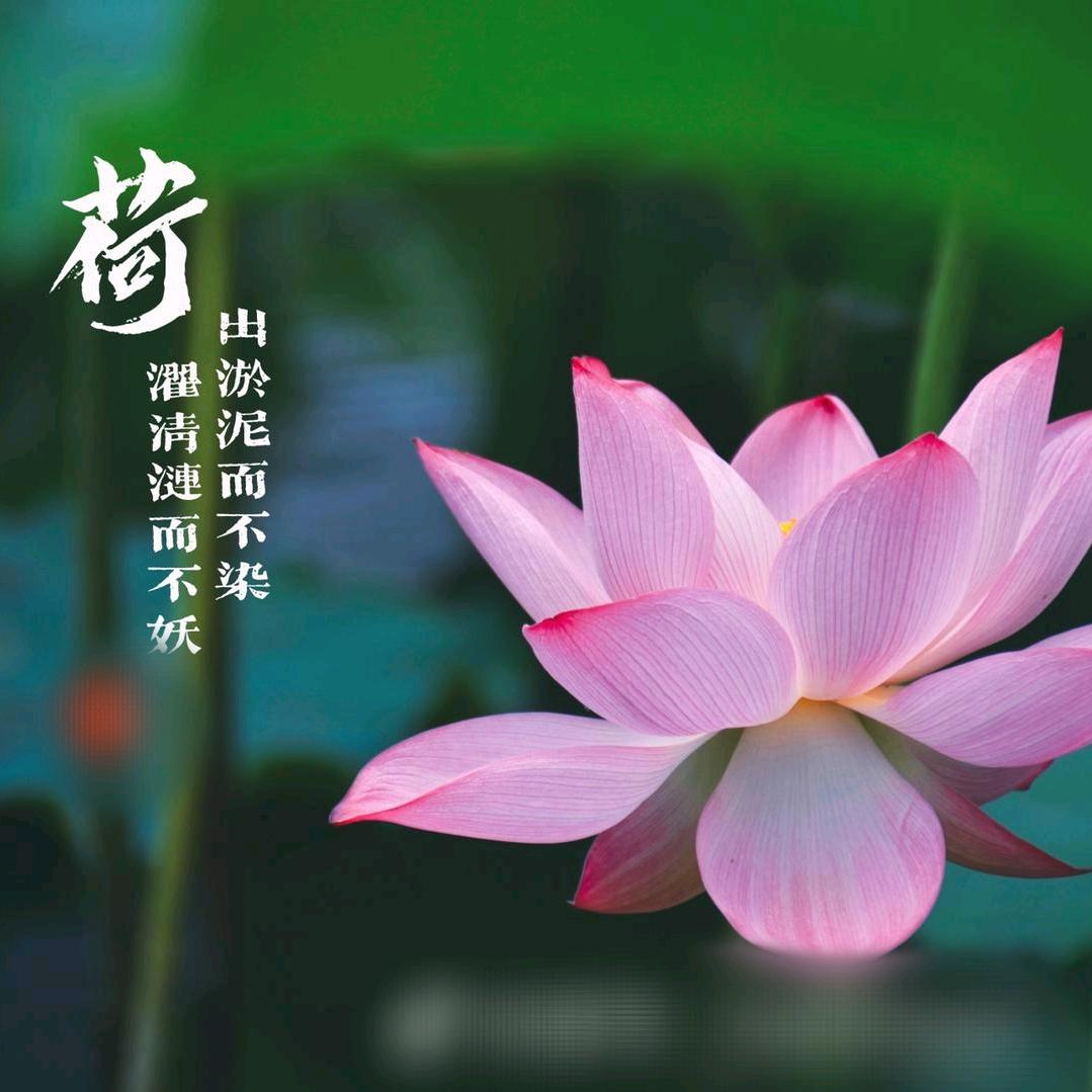 雨荷