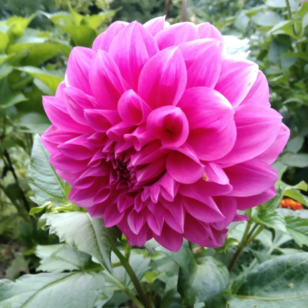 巜春》暖花开