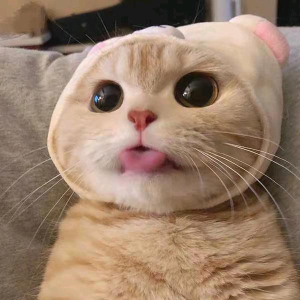 小海豚～