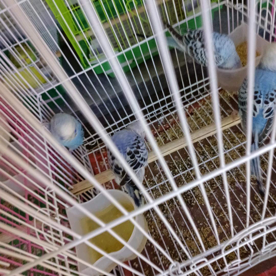 宠物基地大中路店