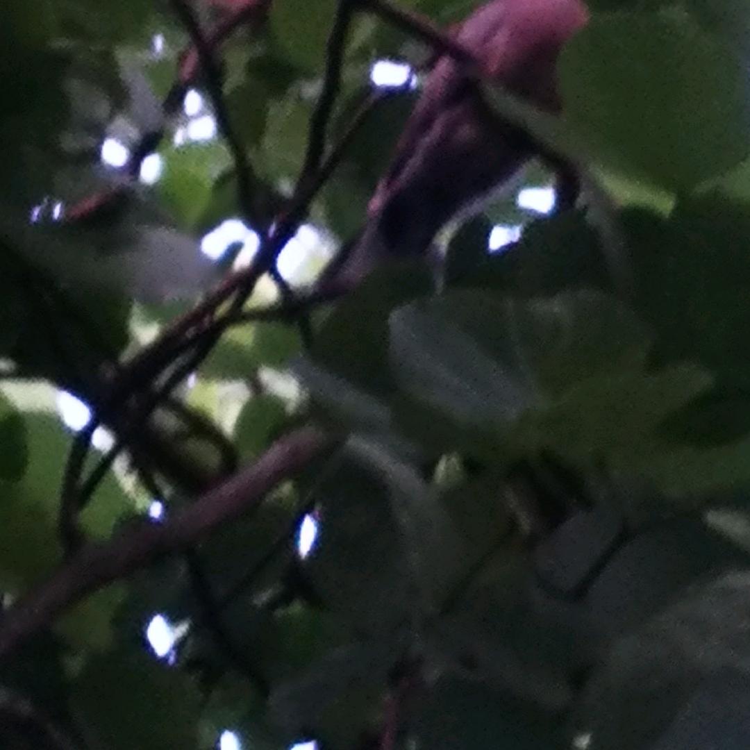 北海电建渔鲜-诚哥