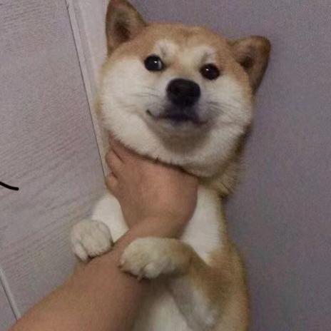 小灰灰(*^ω^*)