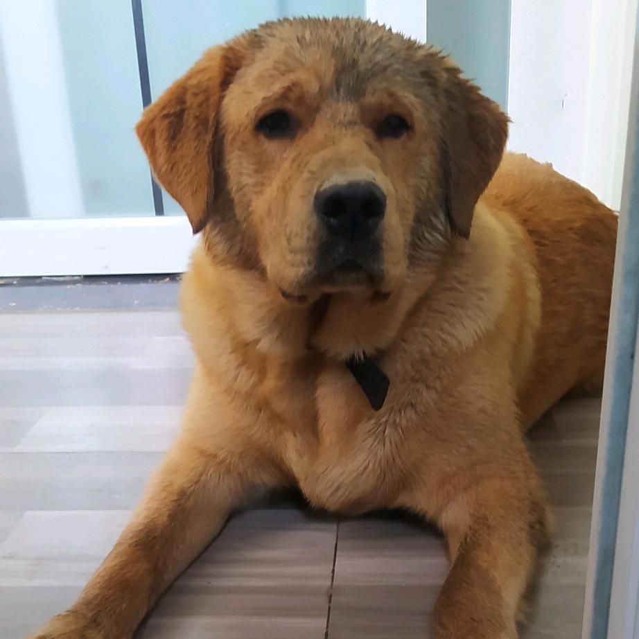 辛巴（混拉拉小鸡毛）