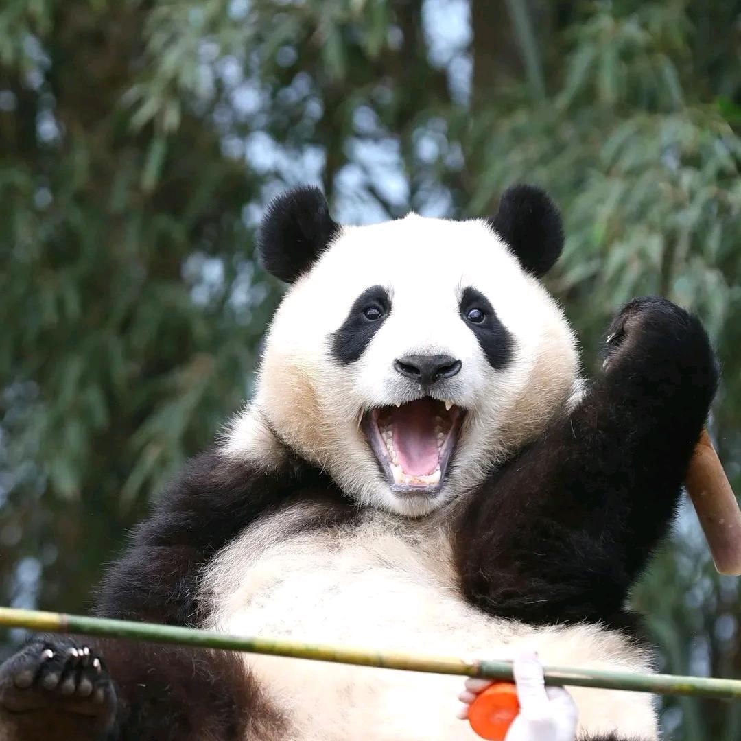 熊出没～～