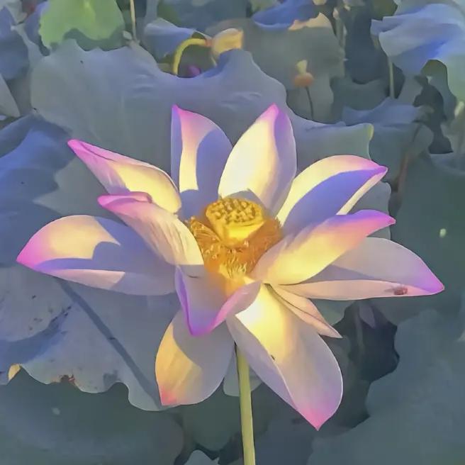 骑着蜗牛去散步