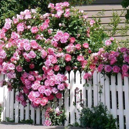 程子煜，程子墨妈妈（单绒双胞胎女宝宝）