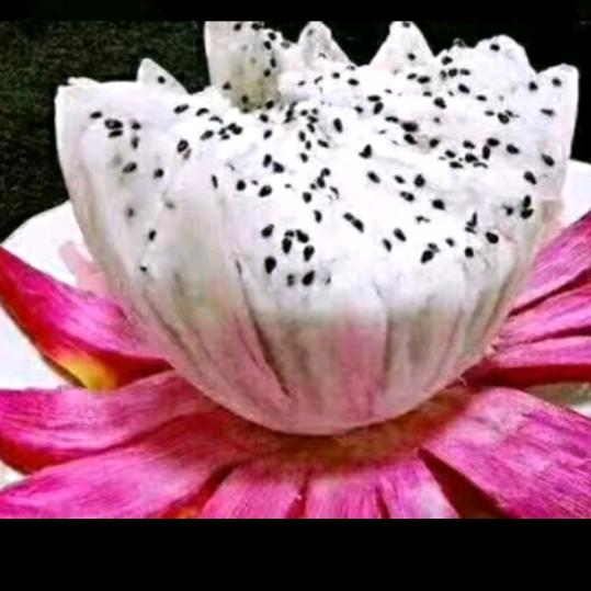 农民时代《小号2》🌹🌹🌹🌹?
