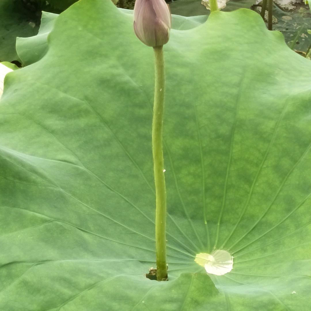 沙中土