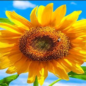 ❤️阳光总在风雨后🍀🍀别问我是谁❤️