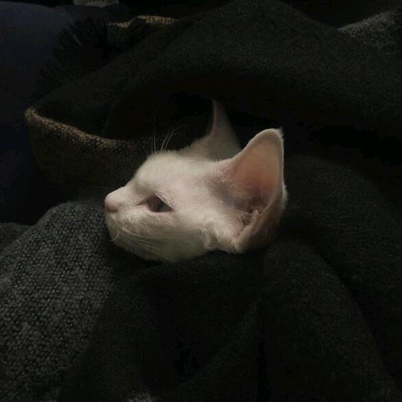 阿鹅