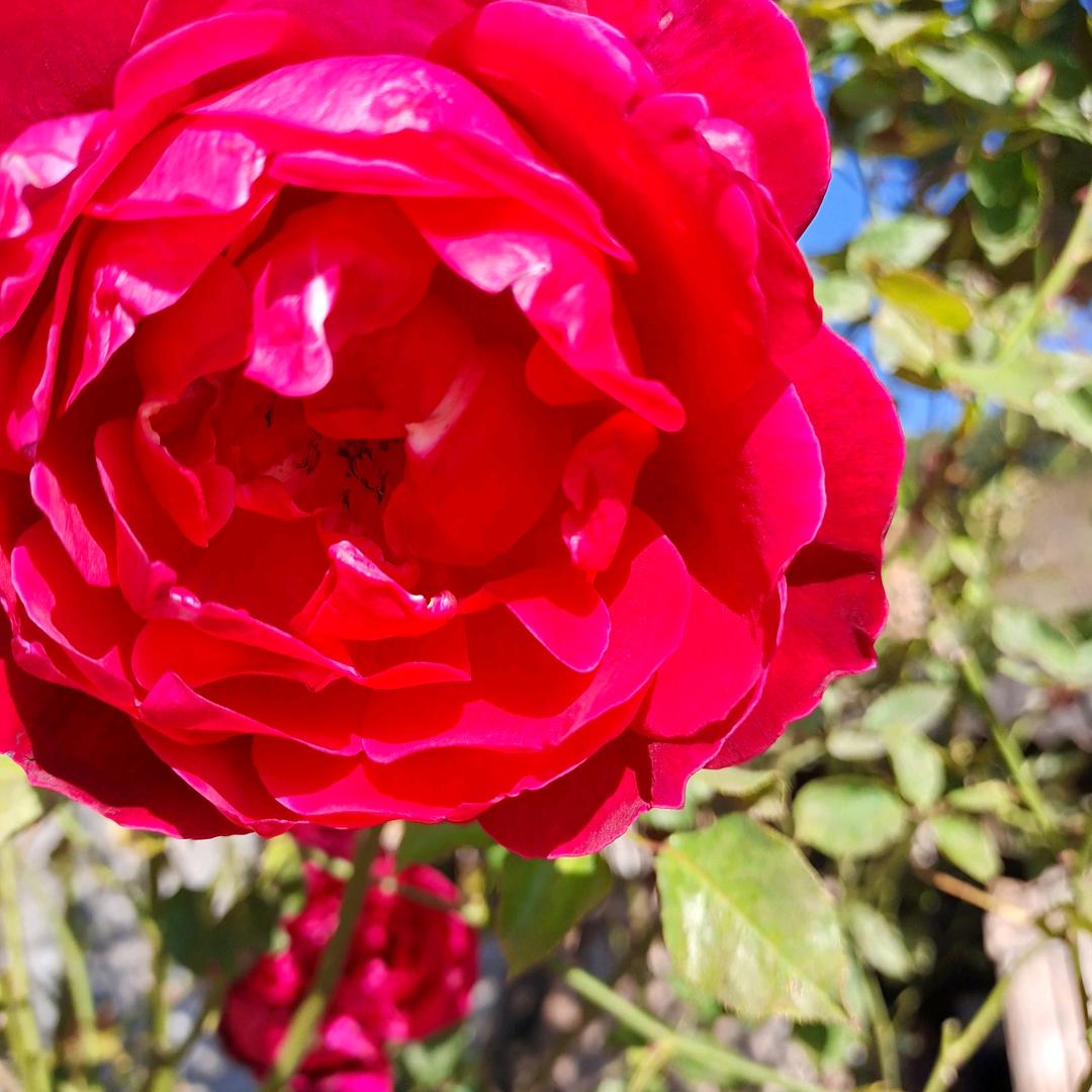 友情🌹