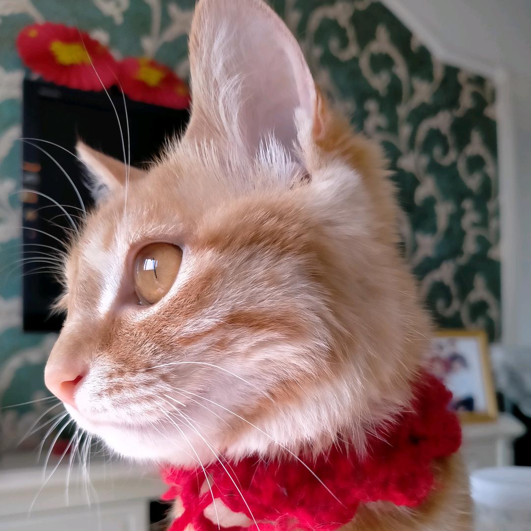 时间带走好多狗