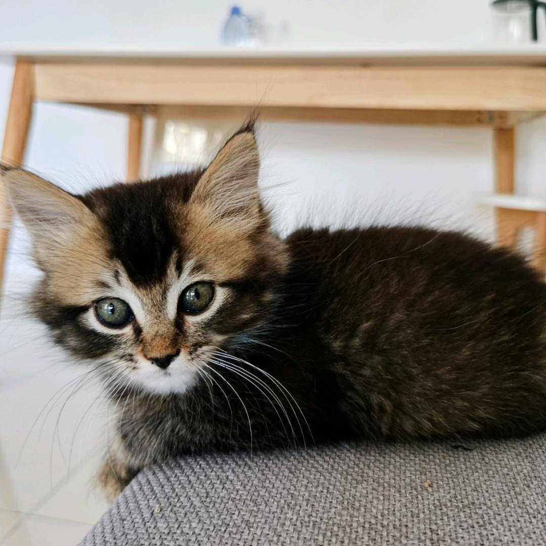 平芜尽处是春山